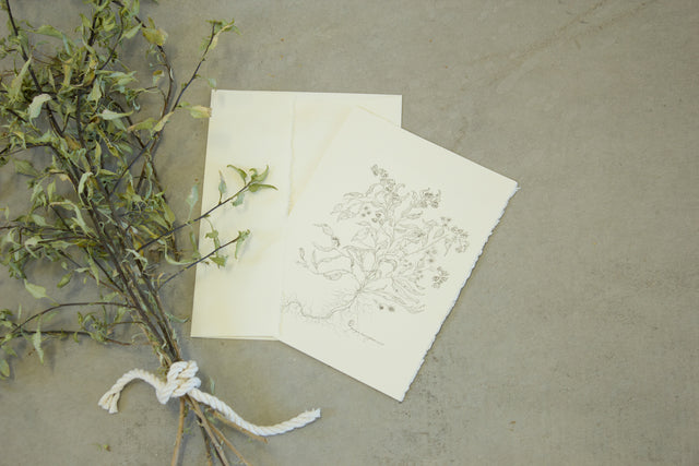 Botanical Ambrosia Deltoidea Card Pack of 5