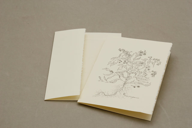 Botanical Ambrosia Deltoidea Card Pack of 5