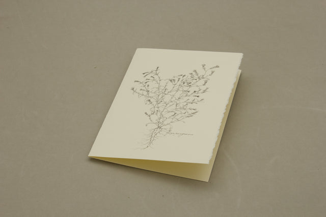 Botanical Brickellia Venosa Card Pack of 5