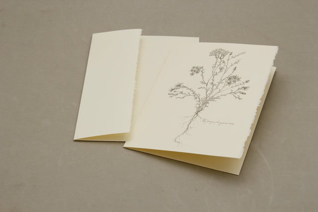 Botanical Chaenactis Carphoclinia Card Pack of 5