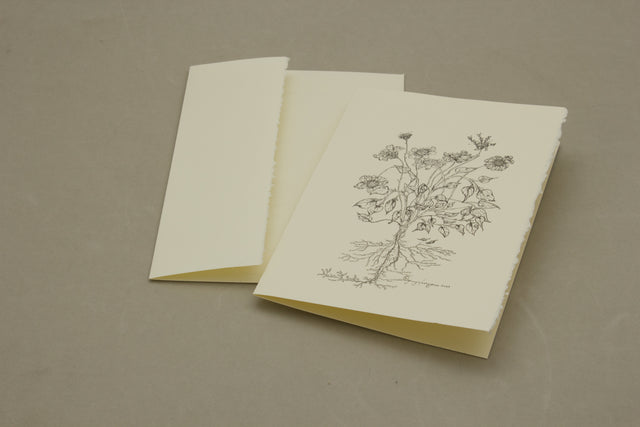 Botanical Encelia Farinosa Card Pack of 5