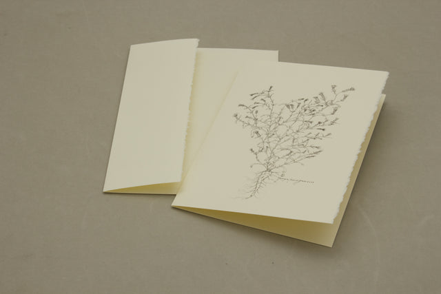 Botanical Brickellia Venosa Card Pack of 5