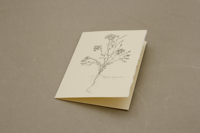 Botanical Chaenactis Carphoclinia Card Pack of 5