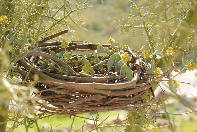 Tree Nest for Wild Foraging Birds